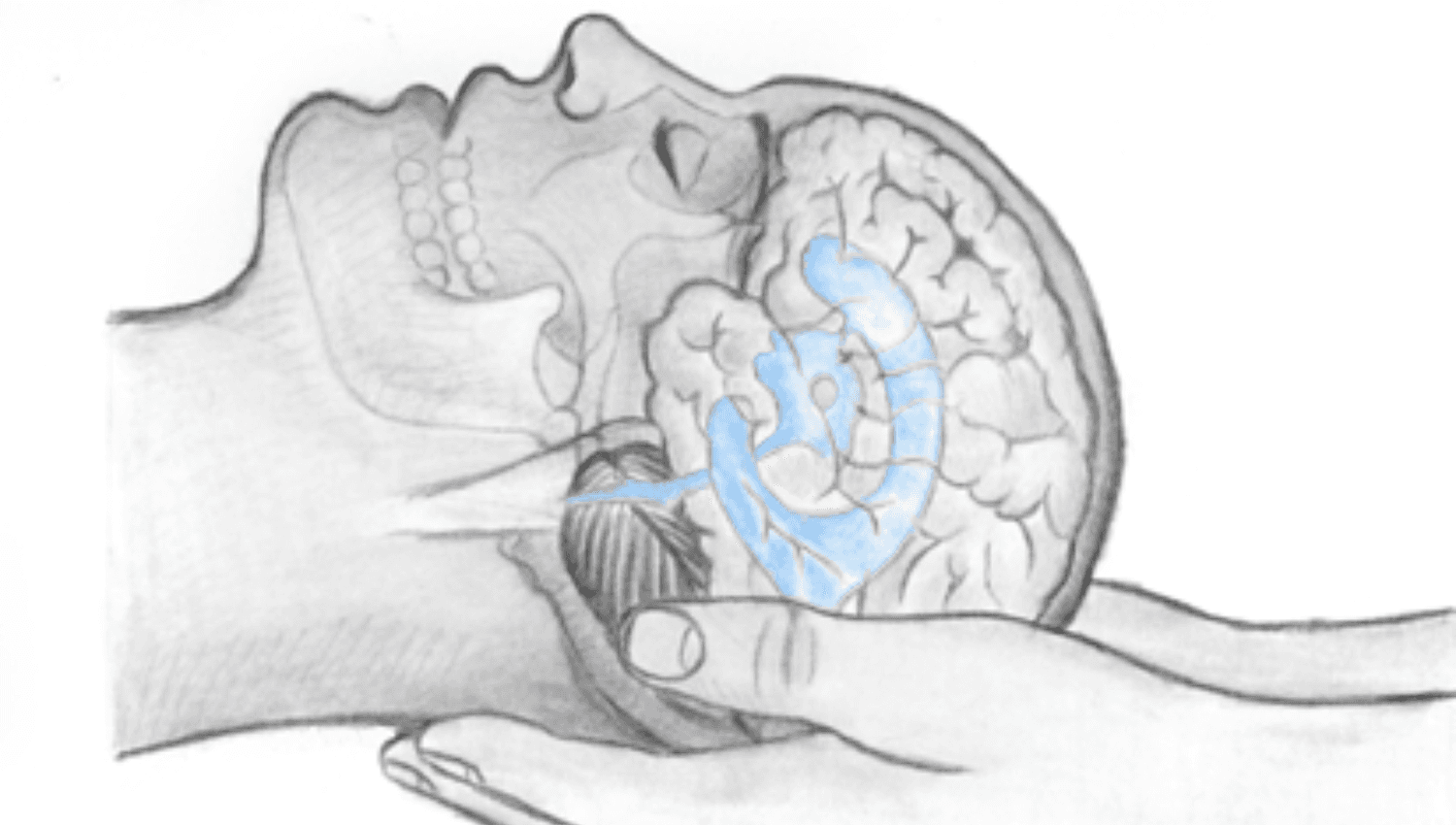 Image for Cranial Sacral  or Visceral Manipulation Therapy